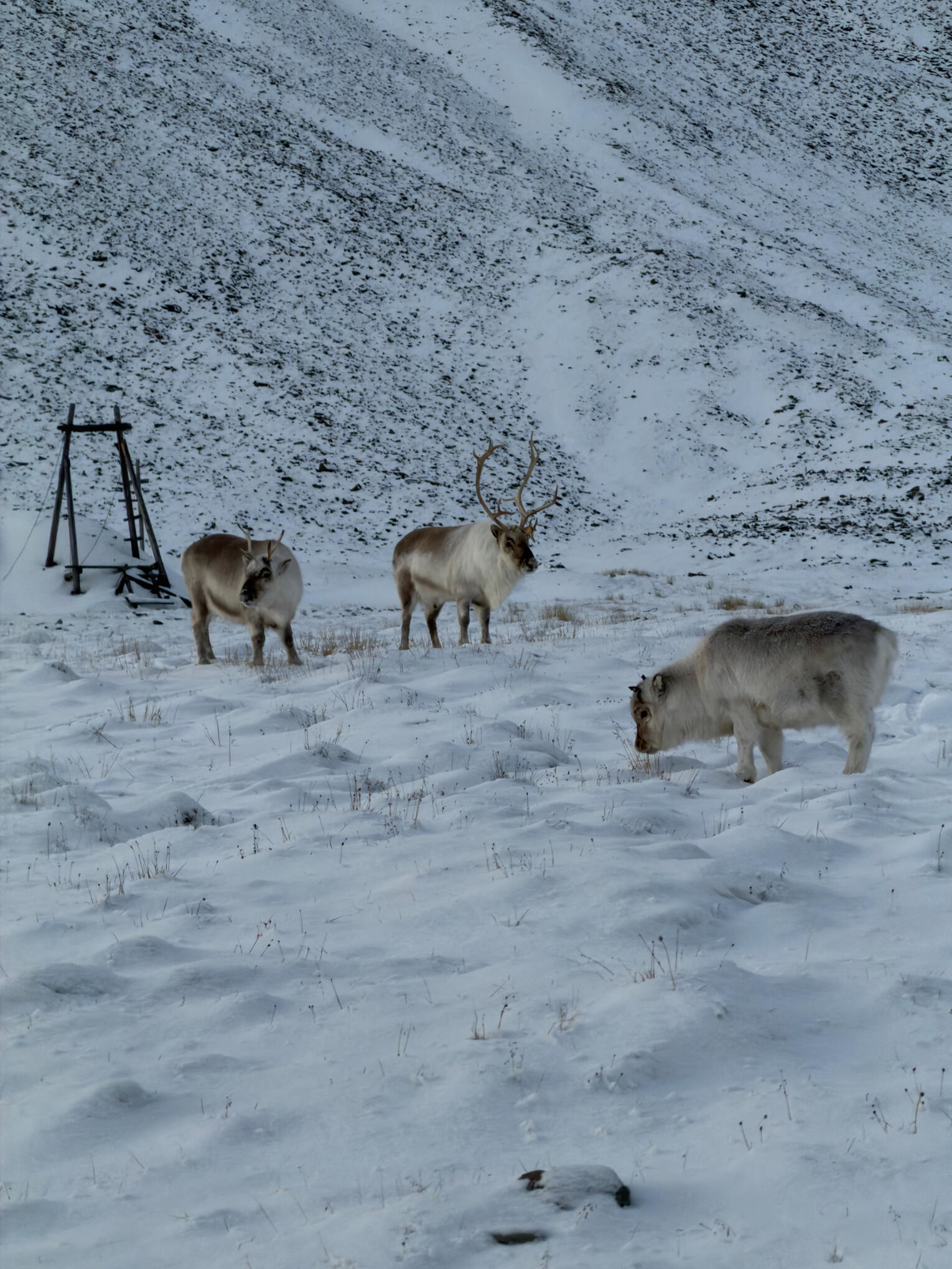 Longyearbyen, Svalbard